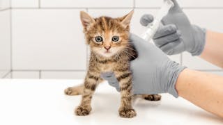 Kitten standing on an examination table being given a vaccination by a vet
